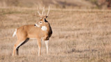Whitetail buck with large antlers standing in dry field, looking left