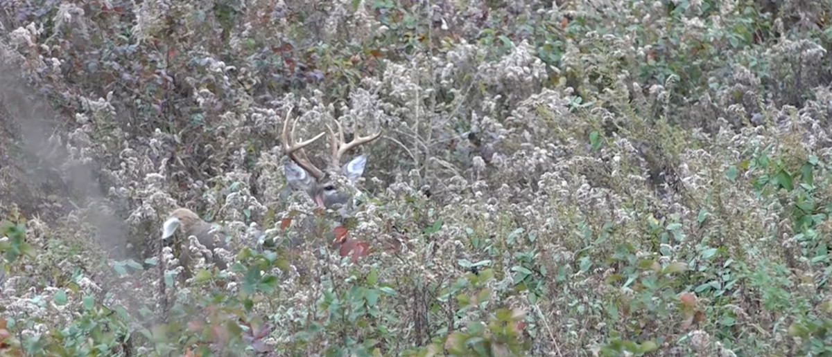Whitetail buck with antlers peeking from tall dried weeds in a fall field