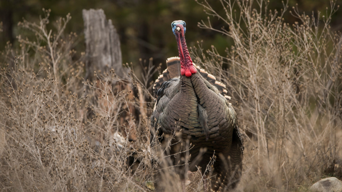 How to Locate Turkeys