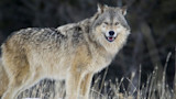 Gray wolf standing in snowy grass, facing the camera