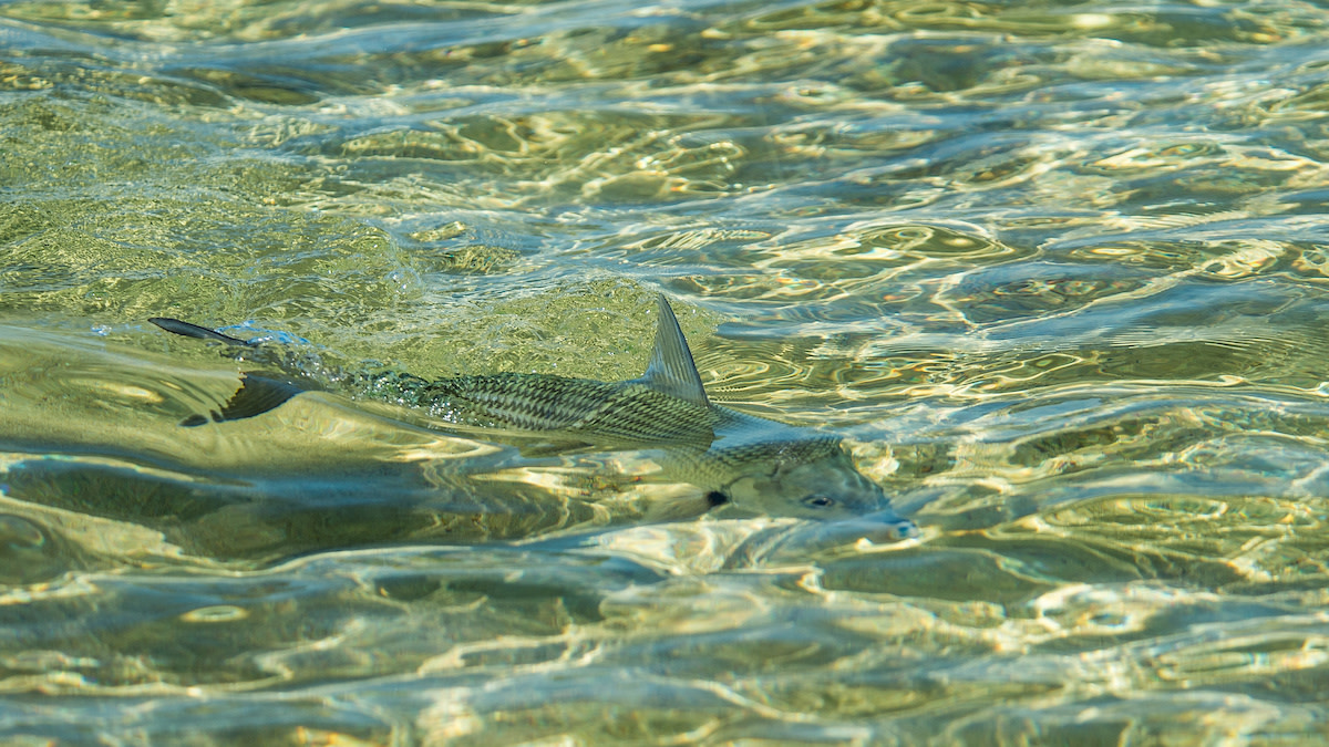 Tweaker Island: Meth Heads, Tiger Sharks and Big Hawaiian Bonefish