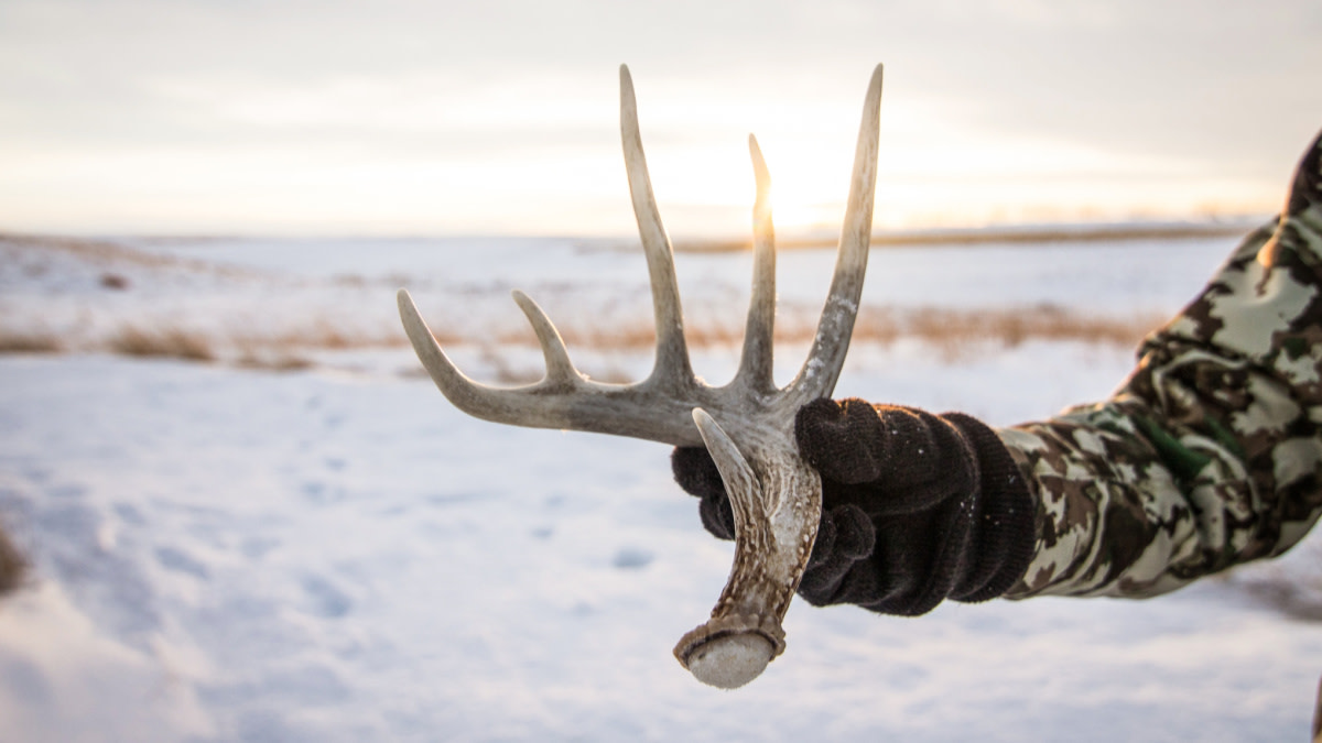 When Should You Start Shed Hunting?