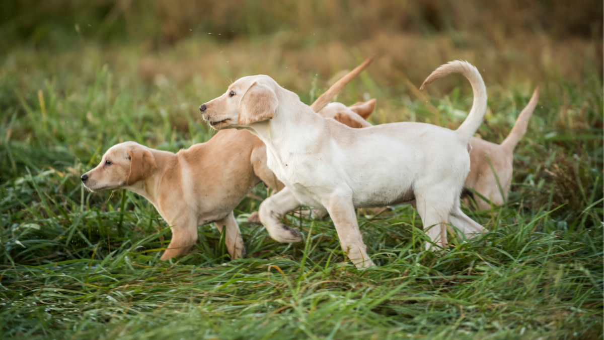 Ask a Vet: Should I Stud My Dog?