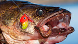 Close-up walleye head with open mouth, hook holding worm and red-yellow spinner lure