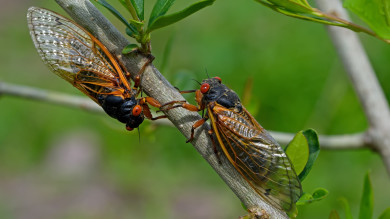 How to Fish the Double Brood Cicada Hatch