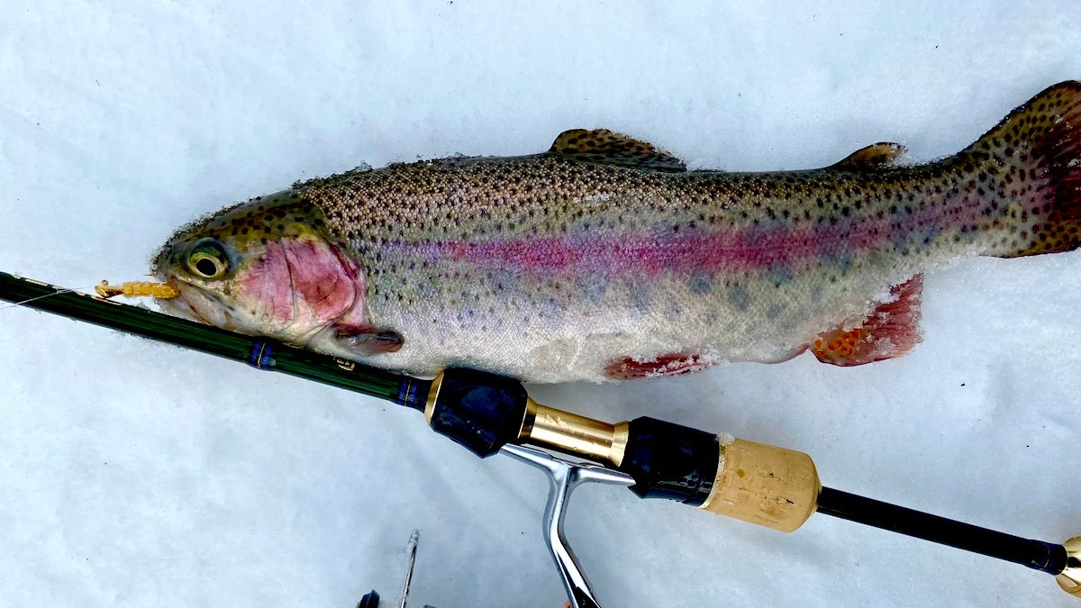The Best Baits and Lures For Stocked Trout