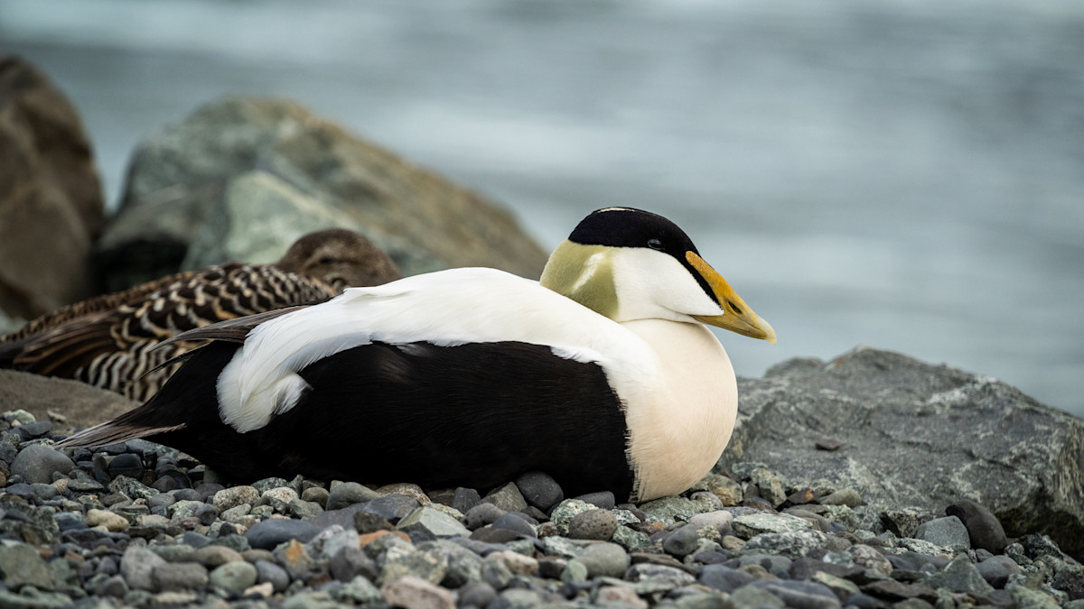 The Most Expensive Feathers in The World