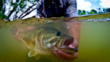 Up a Creek without a Paddle: Summer Wading for Bass and Panfish