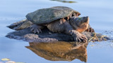 Large snapping turtle resting on rock at water's edge with reflection