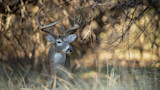 Mature buck with large antlers standing in grass beneath tree branches