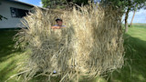 Child leaning inside homemade A‑frame duck blind made of dried grass on a lawn