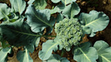 How to Grow Broccoli