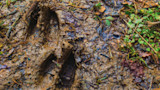 Deer hoof prints in muddy ground with wet leaves and small green plants