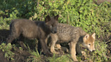 Federal Agents Kill 8 Wolf Pups "Adopted" by Idaho High Schoolers