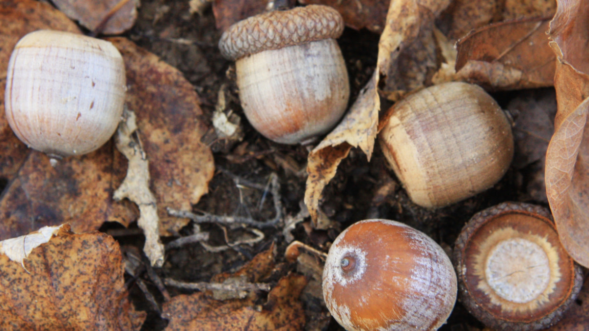 The Truth About Fertilizing Oak Trees