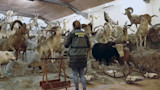 Officer in jacket labeled GUARDIA CIVIL facing room of dozens of mounted wild animals and antlers