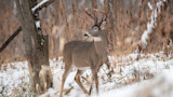 How to Whitetail Hunt the Big Woods After the Rut