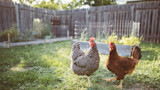 Two chickens standing on grass in a backyard with raised garden beds and a wooden fence