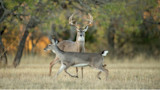 What the CWD Bill Means for Deer and Deer Hunters