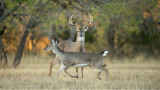 What the CWD Bill Means for Deer and Deer Hunters