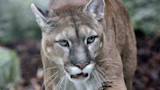 Mountain lion (cougar) walking toward camera, close-up of face with whiskers and green eyes