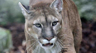 Mountain lion (cougar) walking toward camera, close-up of face with whiskers and green eyes