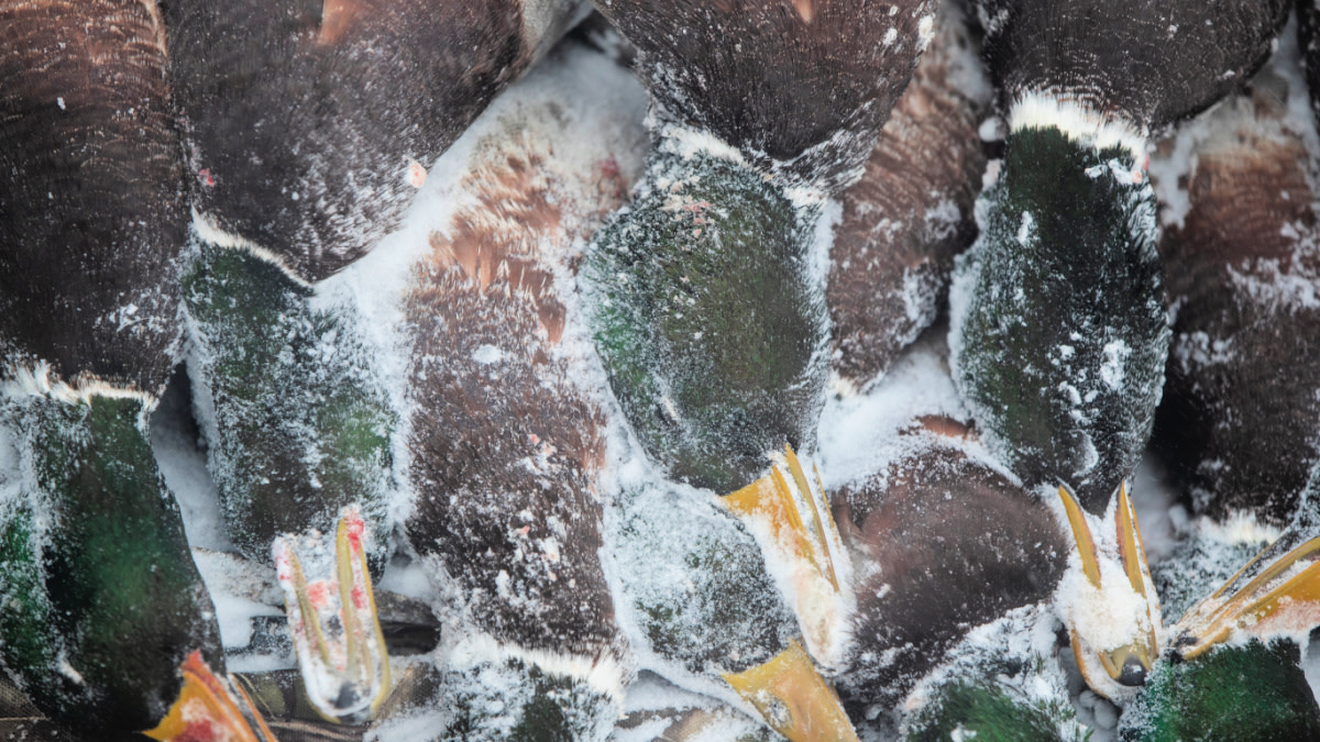 How to Kill a Limit of Ducks in a Snowstorm