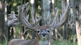 Deer Farmer Defies CWD Law, Faces Potential Jail Time