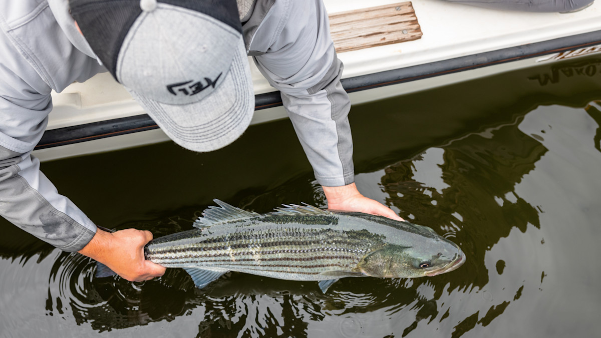 5 Best Spring Fish Migrations