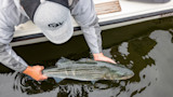 5 Best Spring Fish Migrations