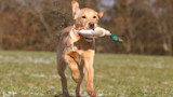 Keep it Simple When Training for Blind Retrieves