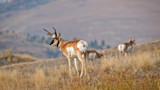 Bowhunting Pronghorn 101