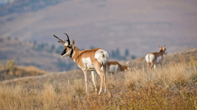 Pronghorn antelope in dry grass, two others behind, distant rolling hills