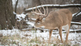 Rut Fresh Report: 12/12