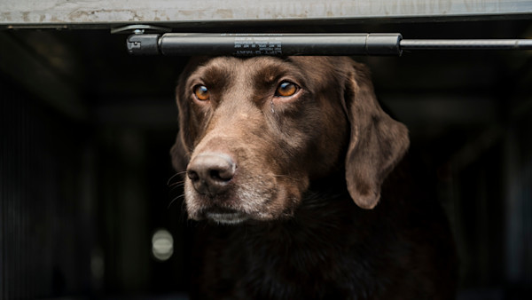 Brown dog peering out from under a metal crate door