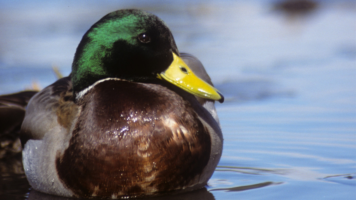 A Species Profile on Mallards