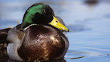 A Species Profile on Mallards