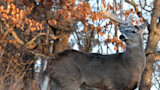 Large buck deer with tall antlers standing in front of trees with brown leaves