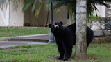 Black bear standing by a tree on a lawn, head raised and mouth open showing teeth