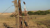 Rabbit hung on barbed-wire fence, arrow lodged in fence post, dry hills and trees beyond