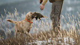 Golden retriever retrieving a pheasant as a hunter reaches down in tall grass