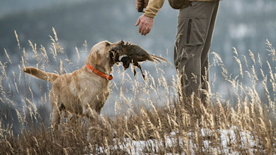 Golden retriever retrieving a pheasant as a hunter reaches down in tall grass