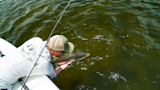 Snook Salvation: What We Stand to Lose in Florida