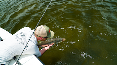 Fisherman leaning over boat releasing snook into green water