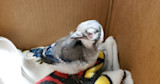 Sick juvenile blue jay with swollen eye sitting on a blanket inside a cardboard box