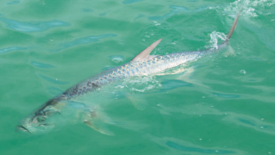 Silver tarpon at surface, hooked and thrashing in green water