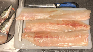 Three raw northern pike fillets on white cutting board, heads in sink and fillet knife above.