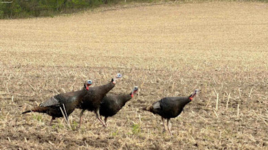 TurkeyMentorCharged1ME-2.jpg