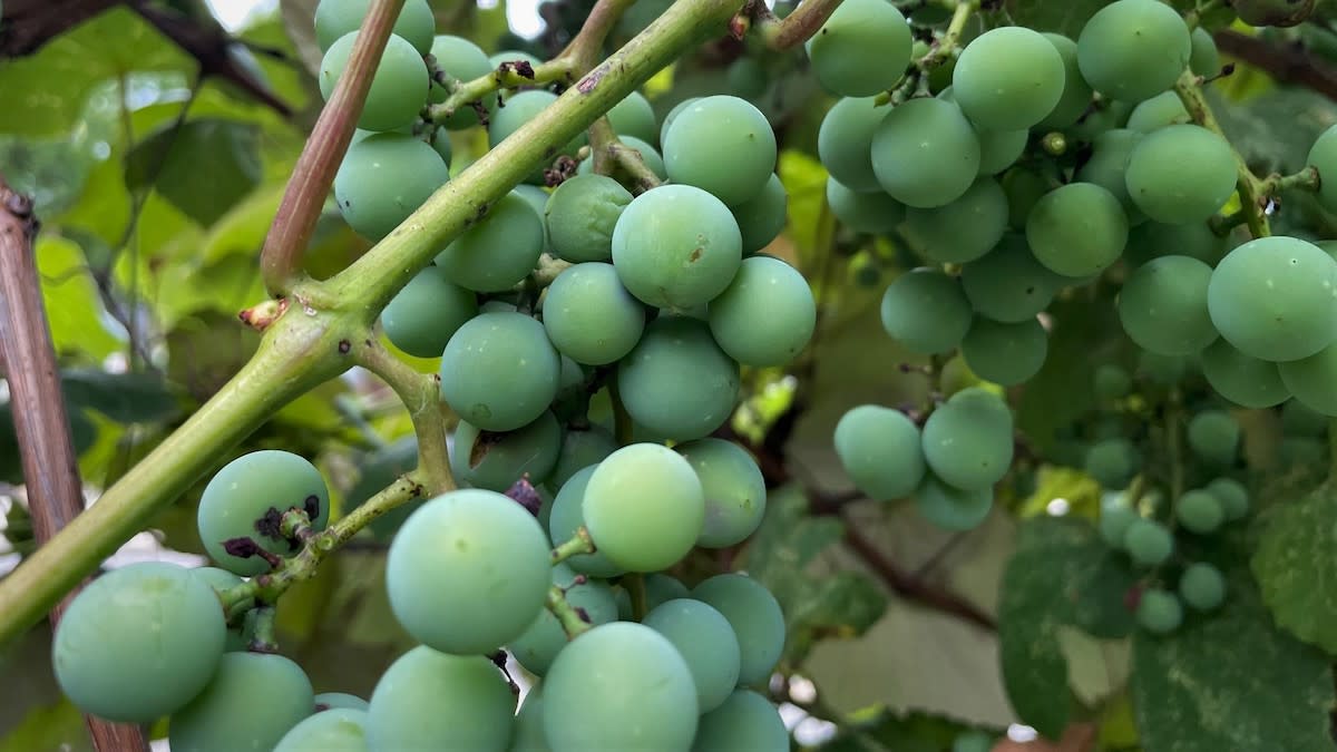 How to Grow Grapes
