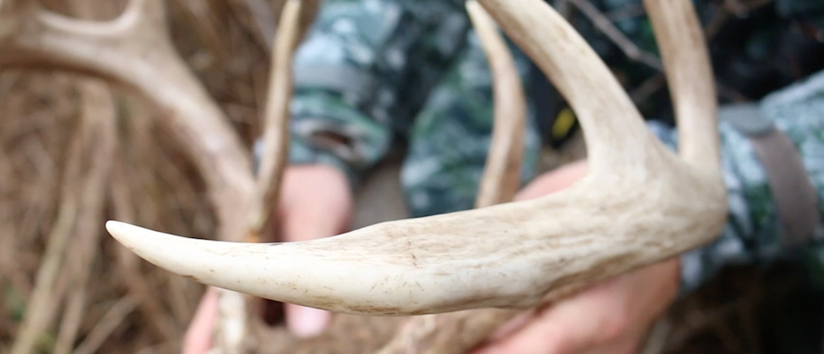 Close-up of bleached deer antler tine held by hunter wearing camouflage